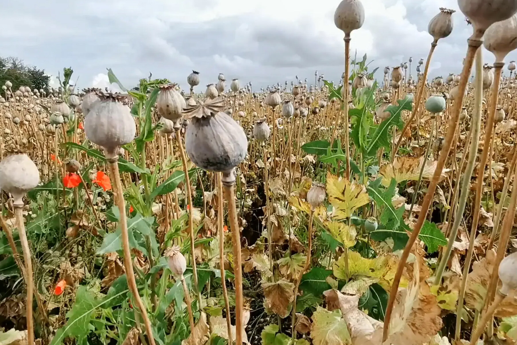 Mohn wird durchschnittlich 90 cm hoch.